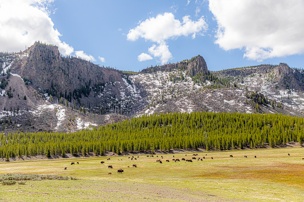 Valley of Bisons near West entrance of Yellowstone National Park.