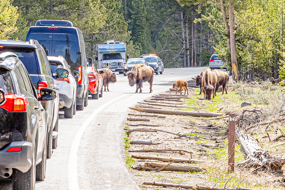 Traffic jams caused by Bisons are very common on roadways in Yellowstone National Park.