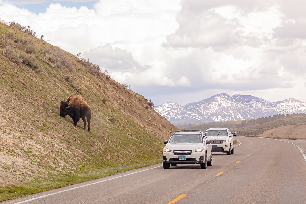 Bison can be seen in the most unusual locations inside Yellowstone National Park.