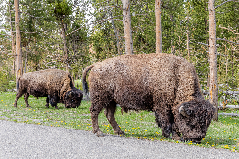 American Bison are plentiful in Yellowstone National Park. Often spotted on or near roadways causing traffic jams.